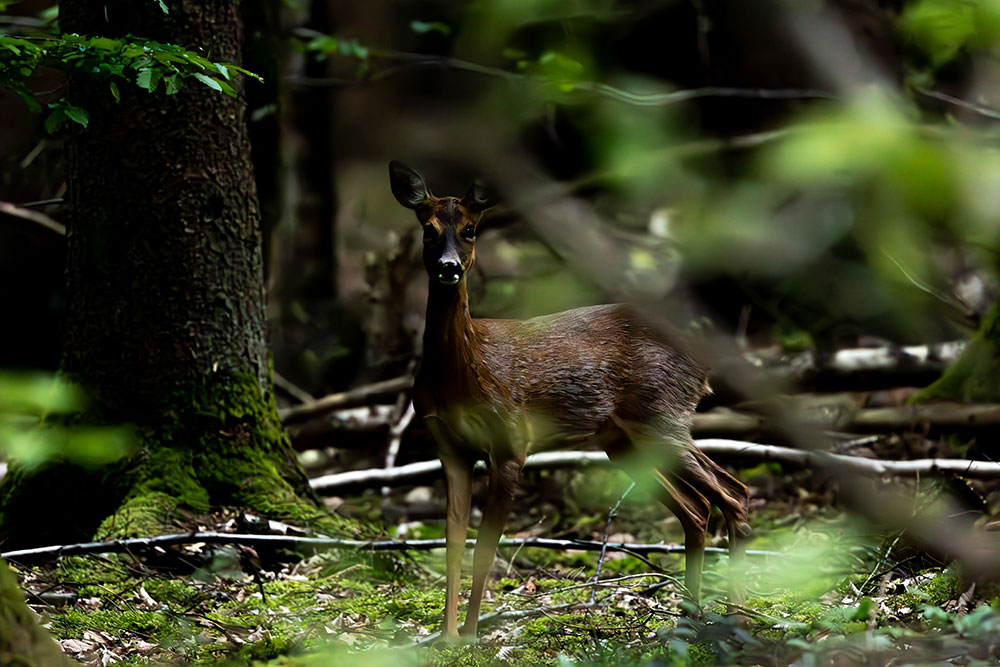 biche dans la forêt